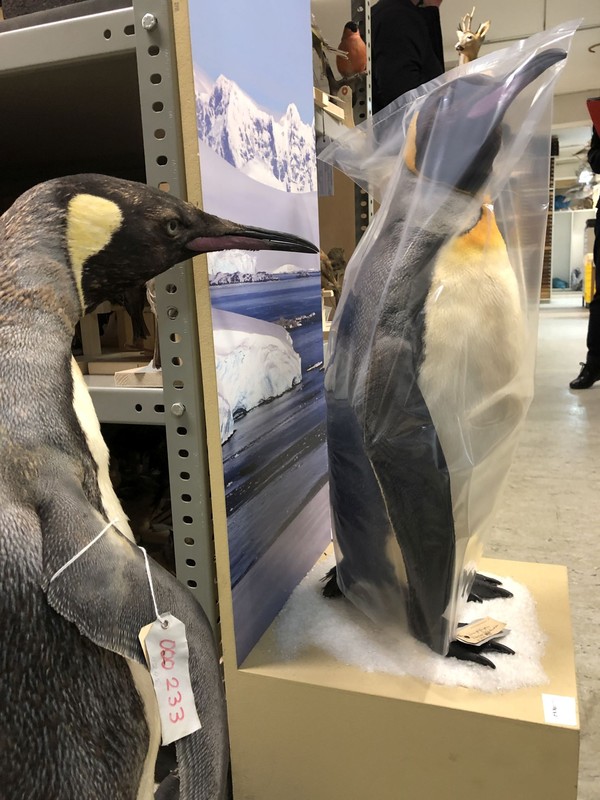 Ein präparierter Pinguin ist in Folie verpackt